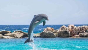 How Often Do Dolphins Come Up for Air